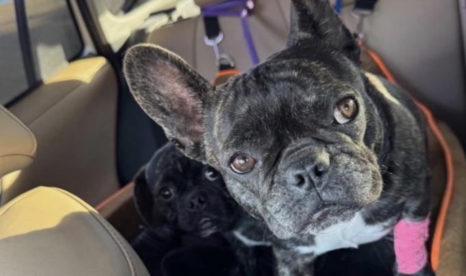 Two black dogs in the back of a vehicle